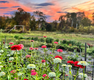 WINTER WELLNESS RETREAT AT RYDER FARM