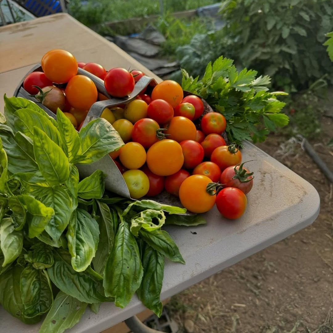 WINTER WELLNESS RETREAT AT RYDER FARM